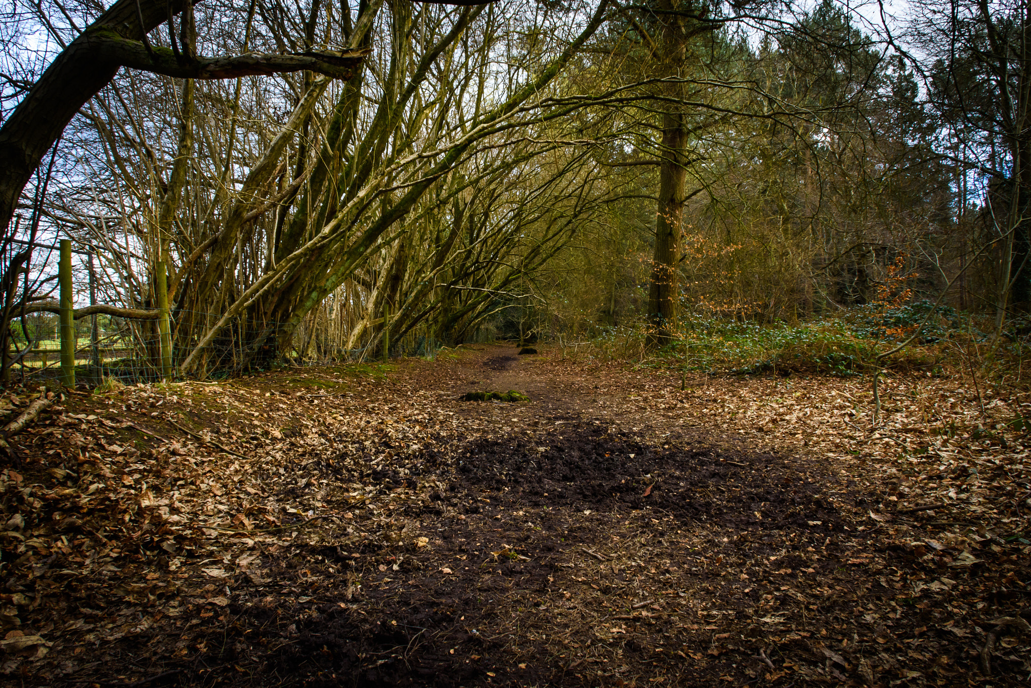 Nikon D7200 sample photo. Forest of bere photography