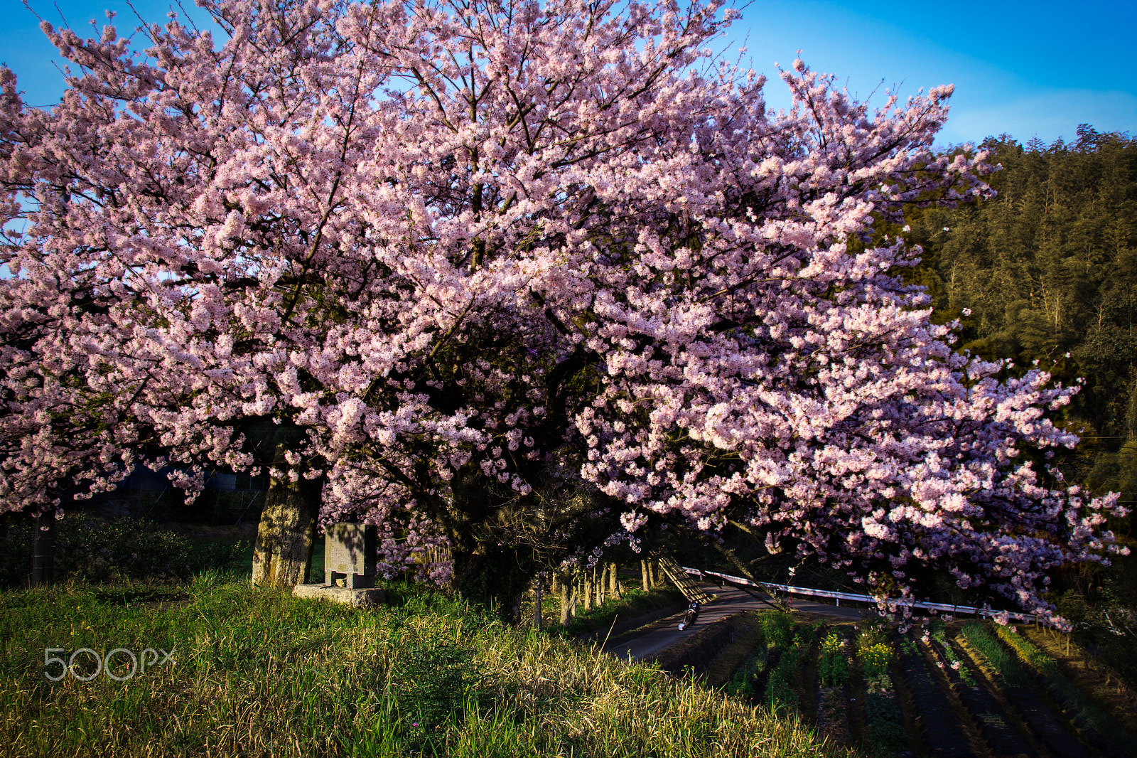 Canon EOS 600D (Rebel EOS T3i / EOS Kiss X5) sample photo. Cherry blossom photography