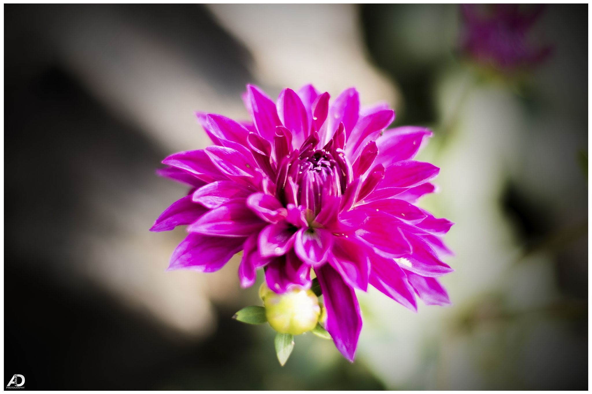 Nikon D500 sample photo. Dahlia photography