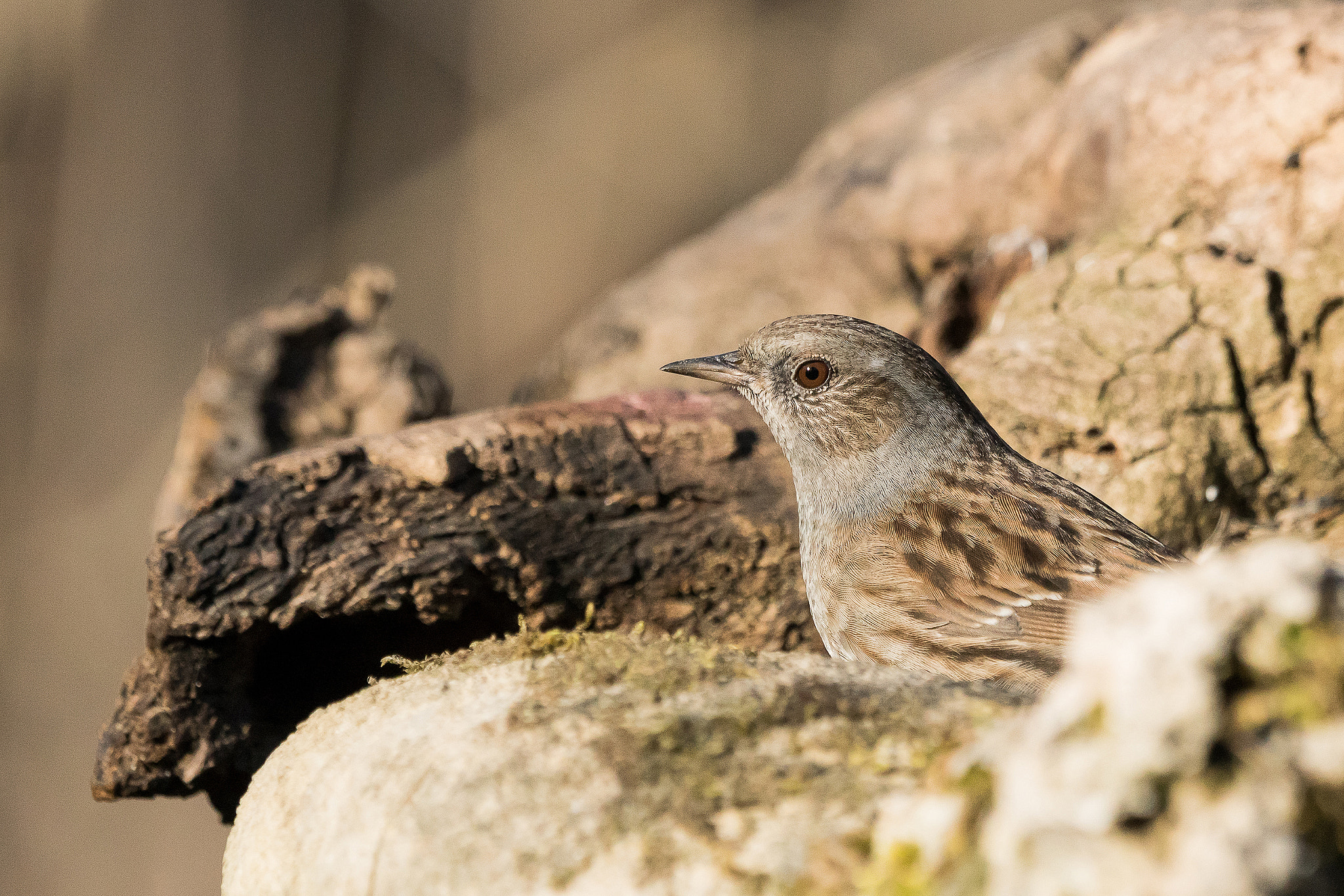 Sony 70-400mm F4-5.6 G SSM II sample photo. Fringilla coelebs photography