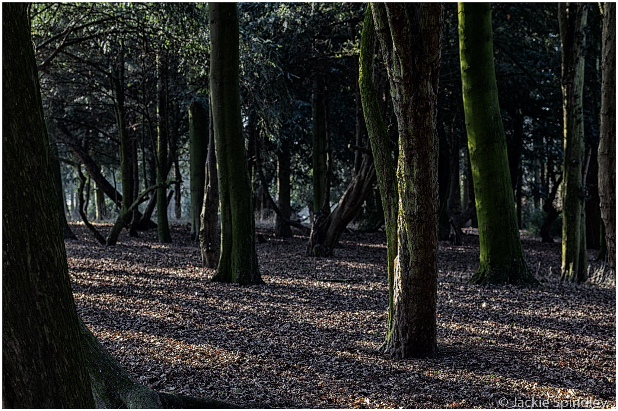 Canon EOS 6D sample photo. A walk through the woods photography