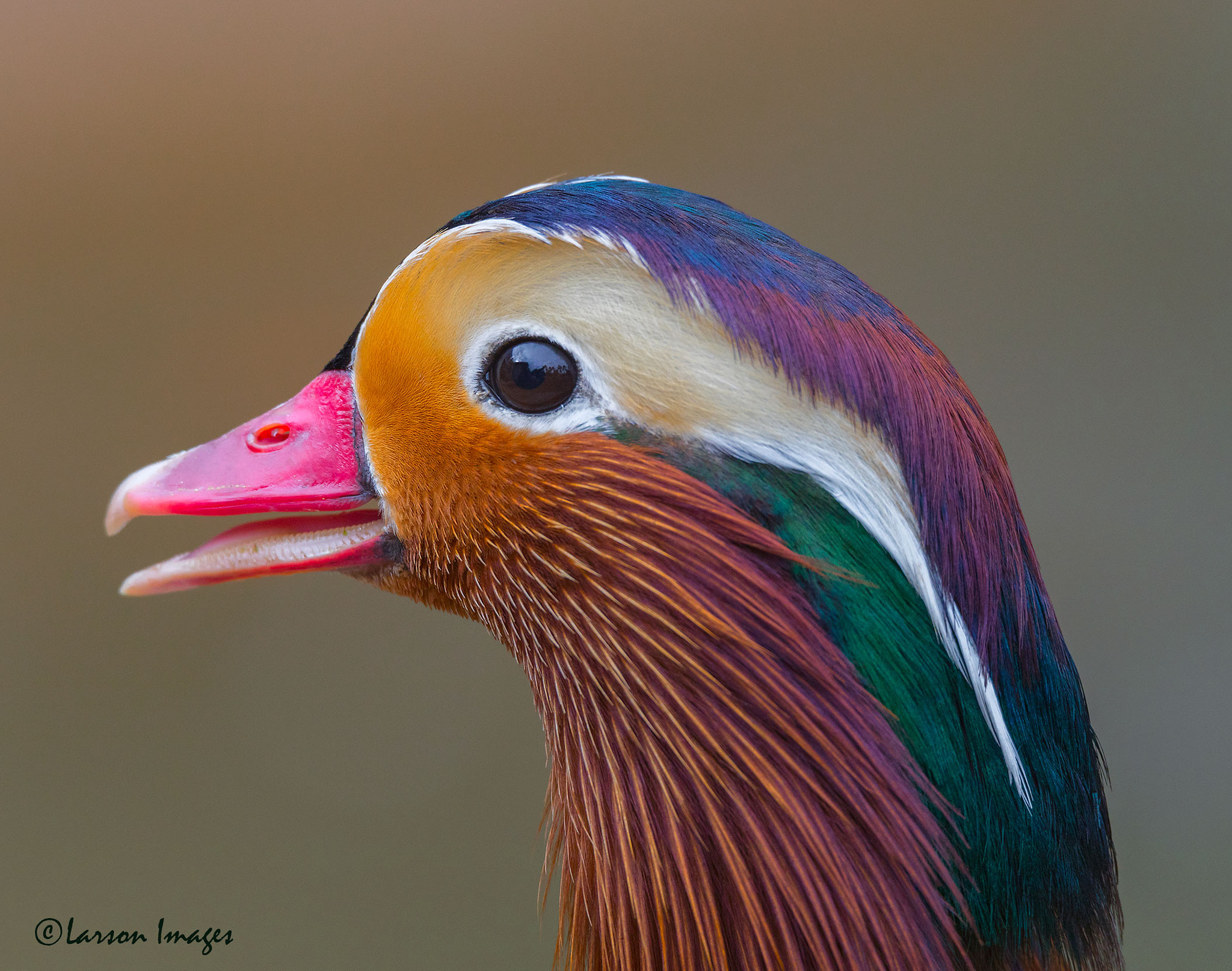 Tamron SP 150-600mm F5-6.3 Di VC USD sample photo. Chinese mandarin duck photography