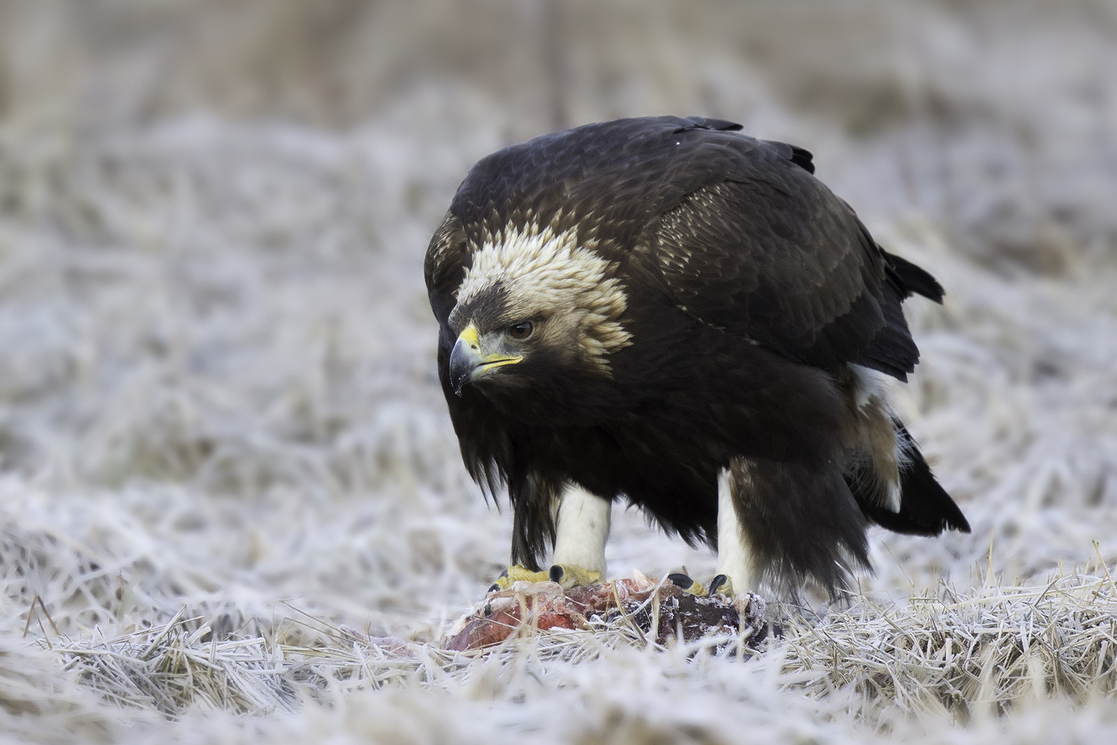 Canon EF 500mm F4L IS II USM sample photo. Golden eagle dinner for one photography
