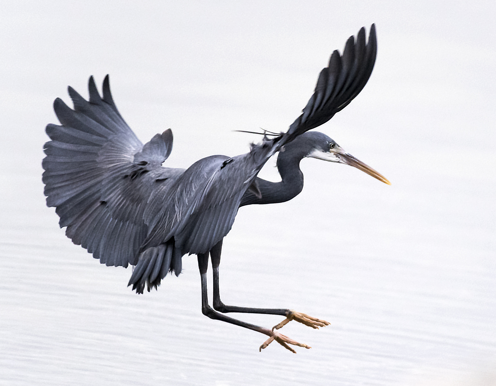 Nikon AF-S Nikkor 200-500mm F5.6E ED VR sample photo. Heron landing! photography