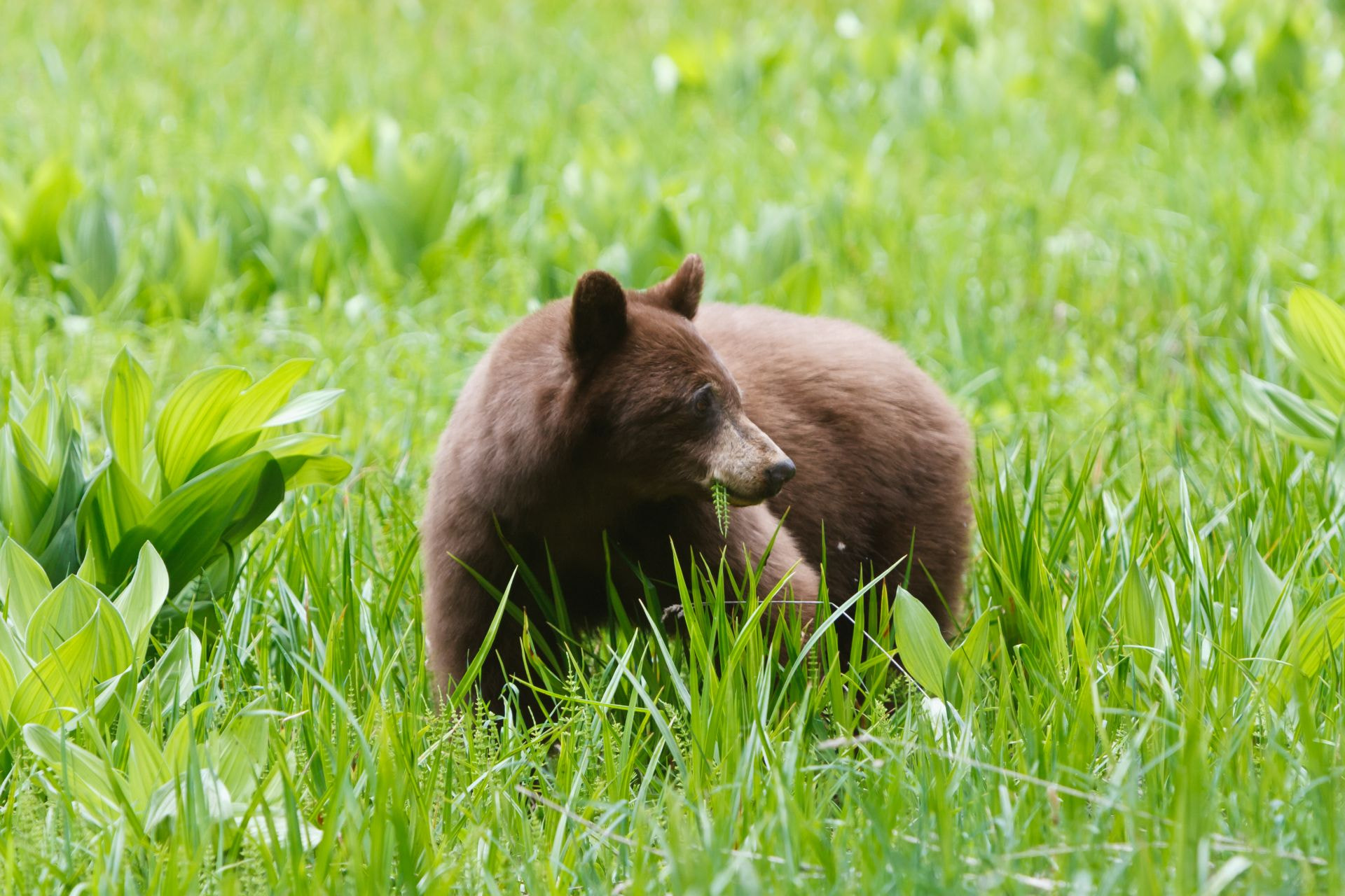 Canon EF 70-200mm F2.8L IS USM sample photo. Braunbär / brown bear photography