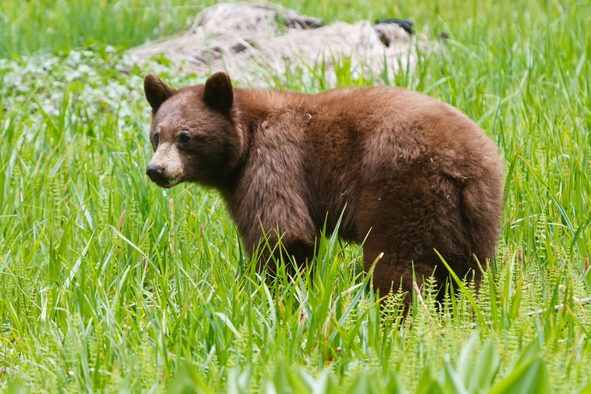 Canon EF 70-200mm F2.8L IS USM sample photo. Braunbär / brown bear photography