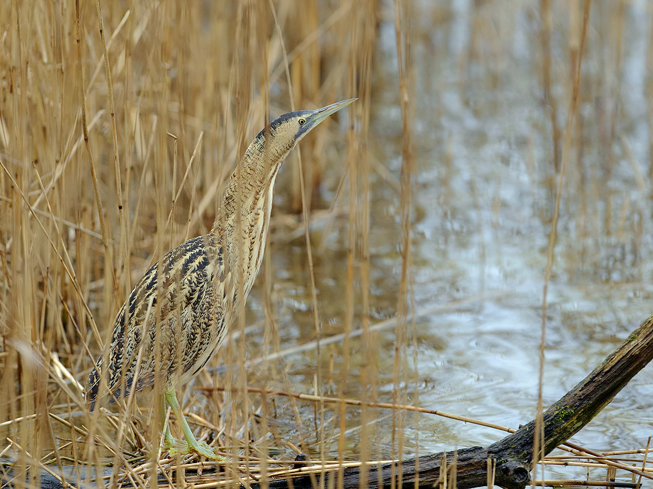 Canon EF 300mm F2.8L IS USM sample photo. Great bittern in his habitat. photography
