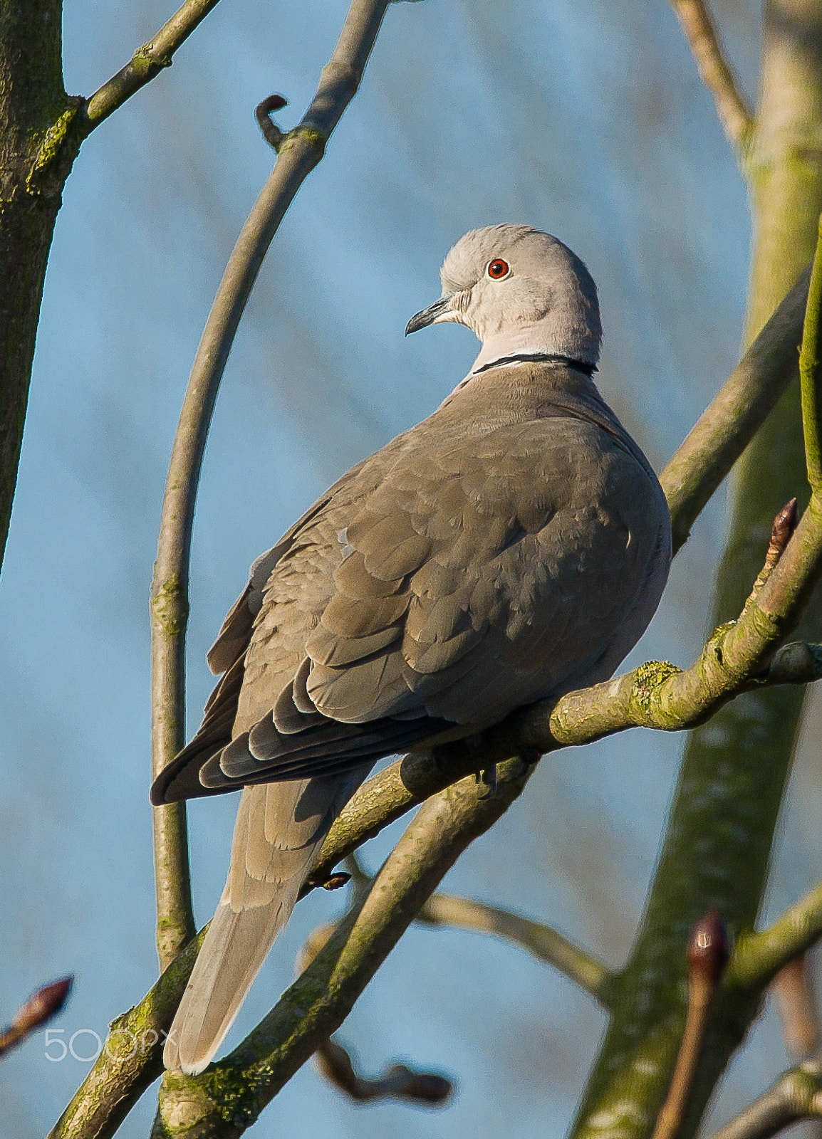 Sigma 150-600mm F5-6.3 DG OS HSM | C sample photo. Collared dove photography