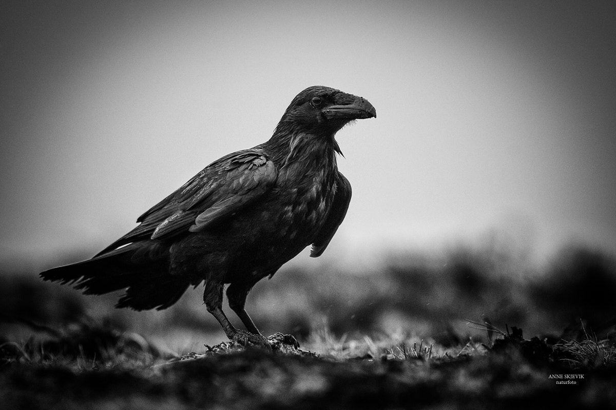 Canon EF 300mm F2.8L IS II USM sample photo. The mysterious raven (corvus corax) photography