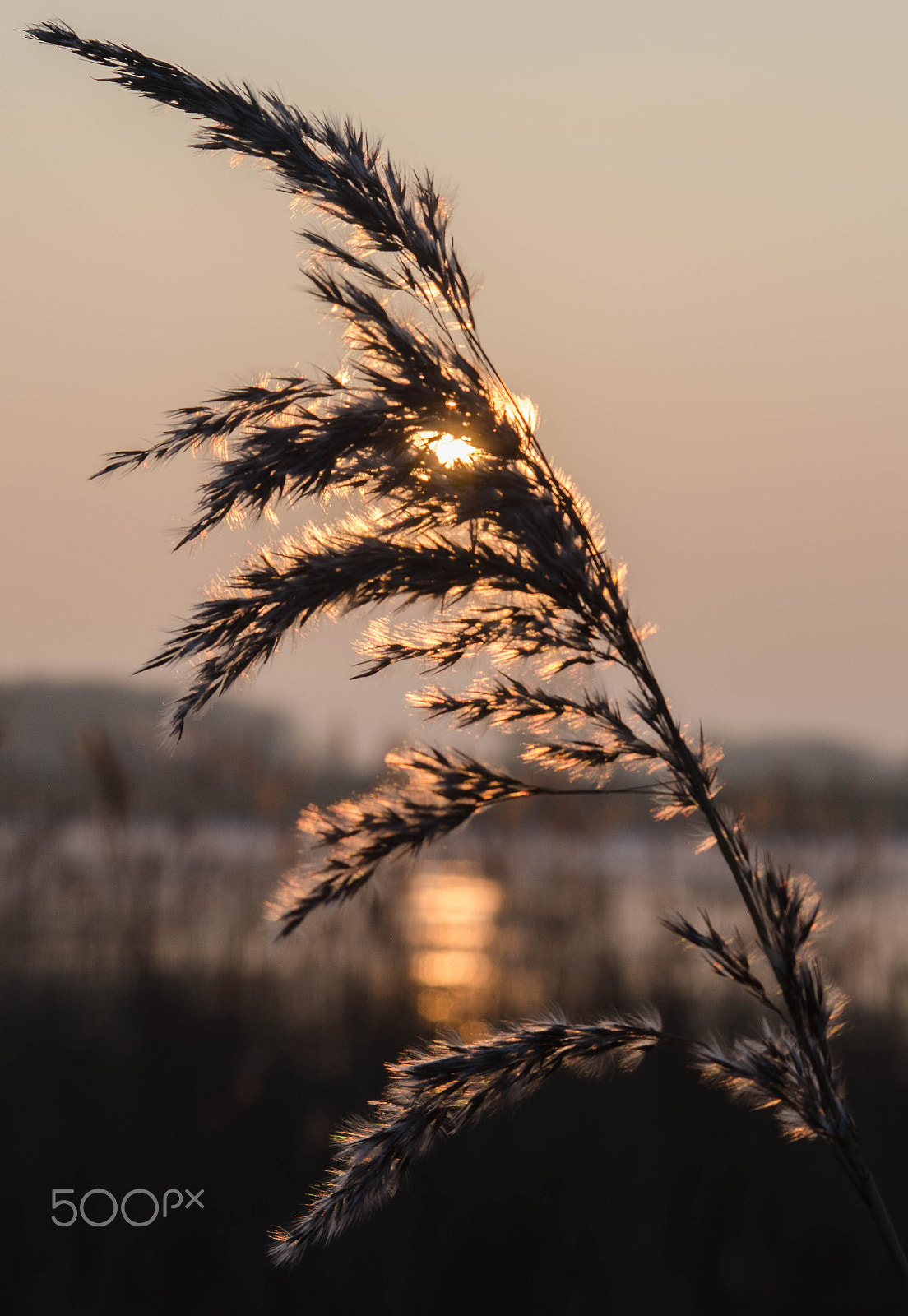 AF Nikkor 70-210mm f/4-5.6 sample photo. Swaying reeds at sunrise photography