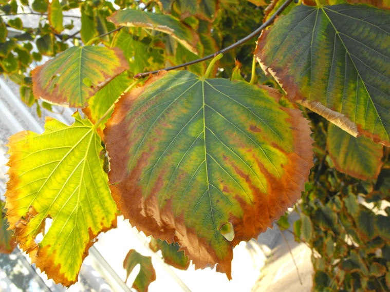 Fujifilm FinePix S1000fd sample photo. Autumn leaves photography