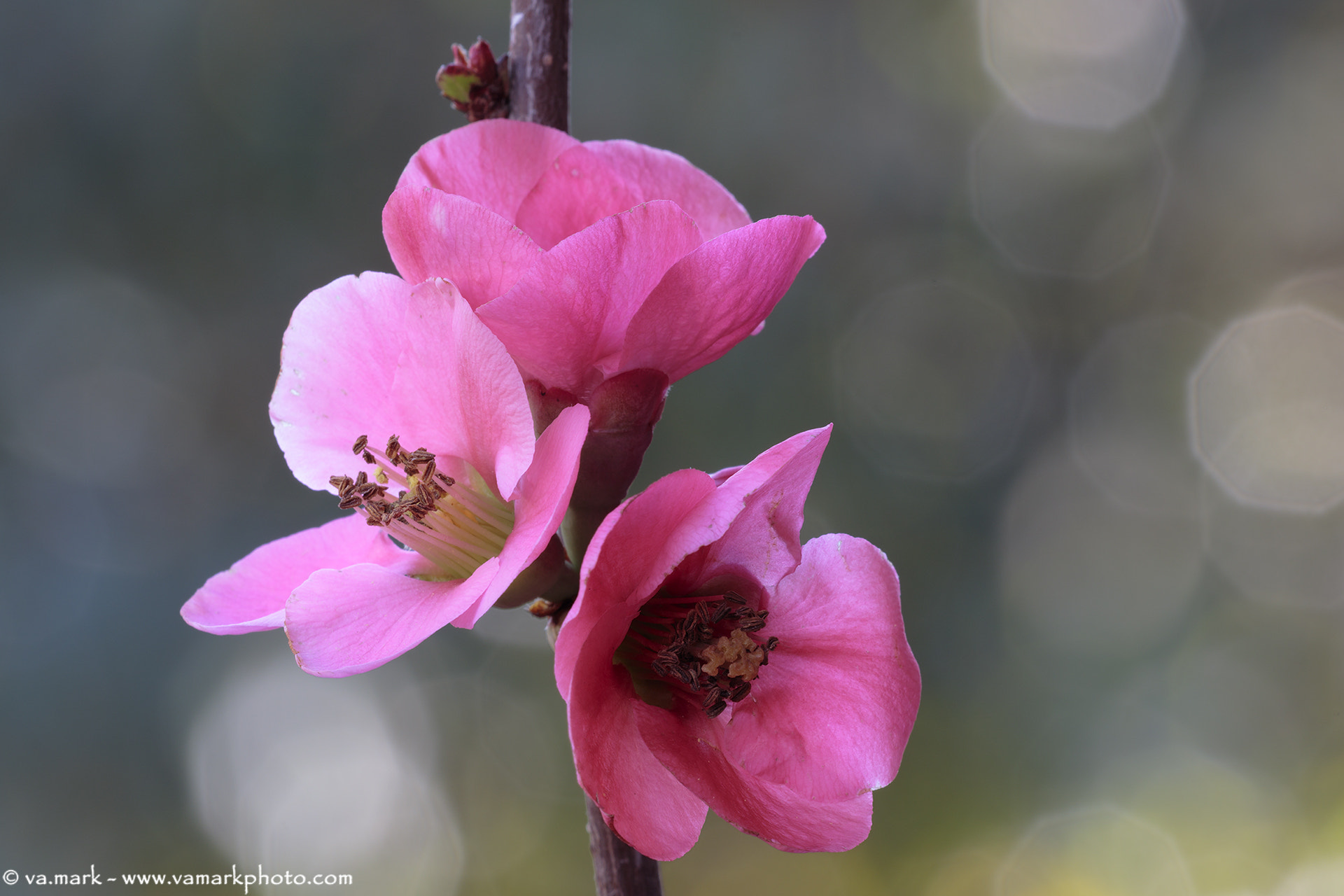 Canon EF 180mm F3.5L Macro USM sample photo. Pesco giapponese photography