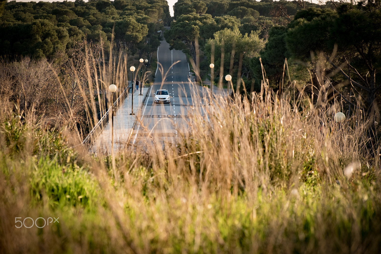 Fujifilm X-E2S + Fujifilm XF 18-55mm F2.8-4 R LM OIS sample photo. Urban forest photography