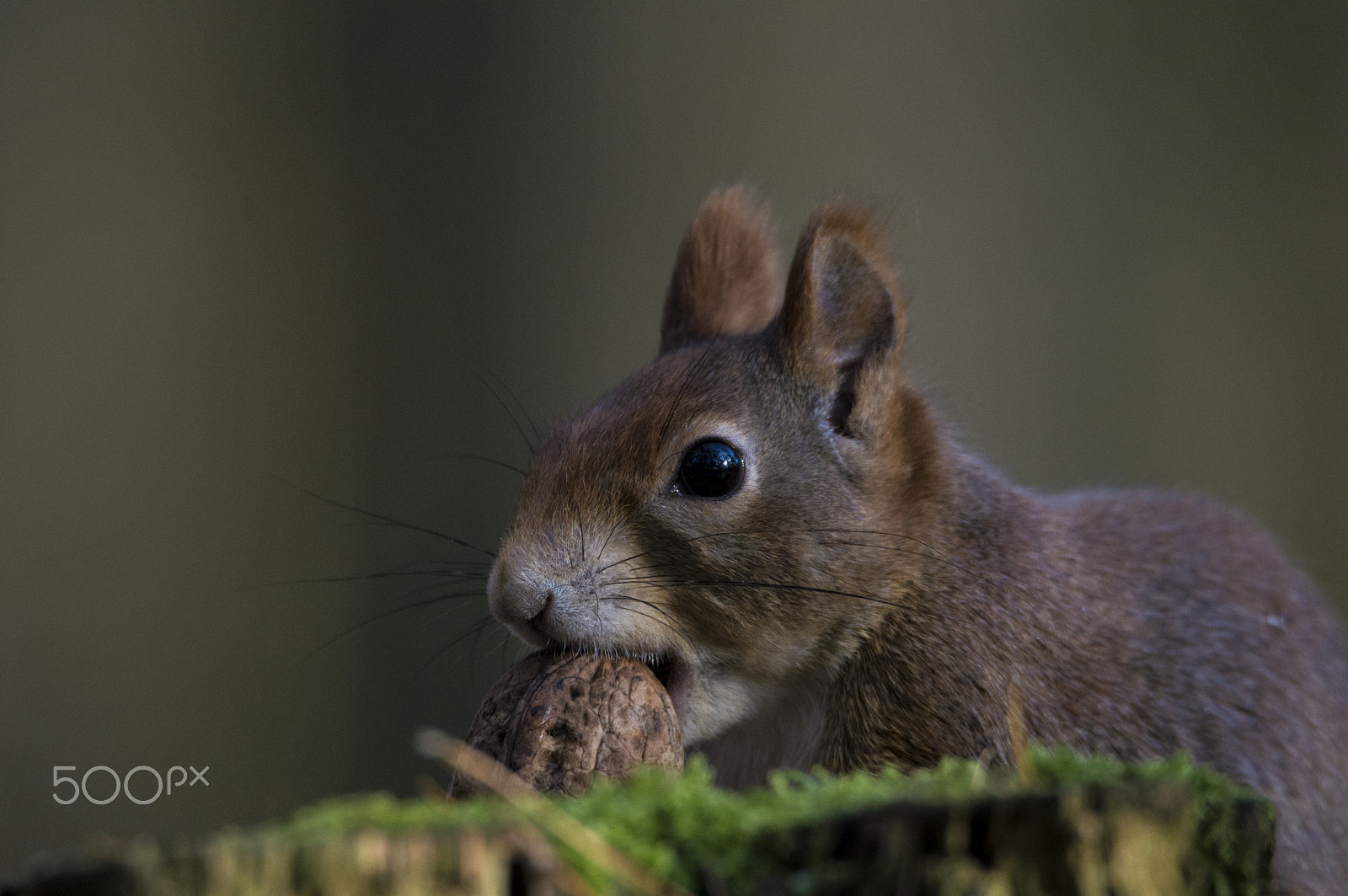 Nikon D3200 sample photo. Veverka obecná (sciurus vulgaris) / red squirrel. photography