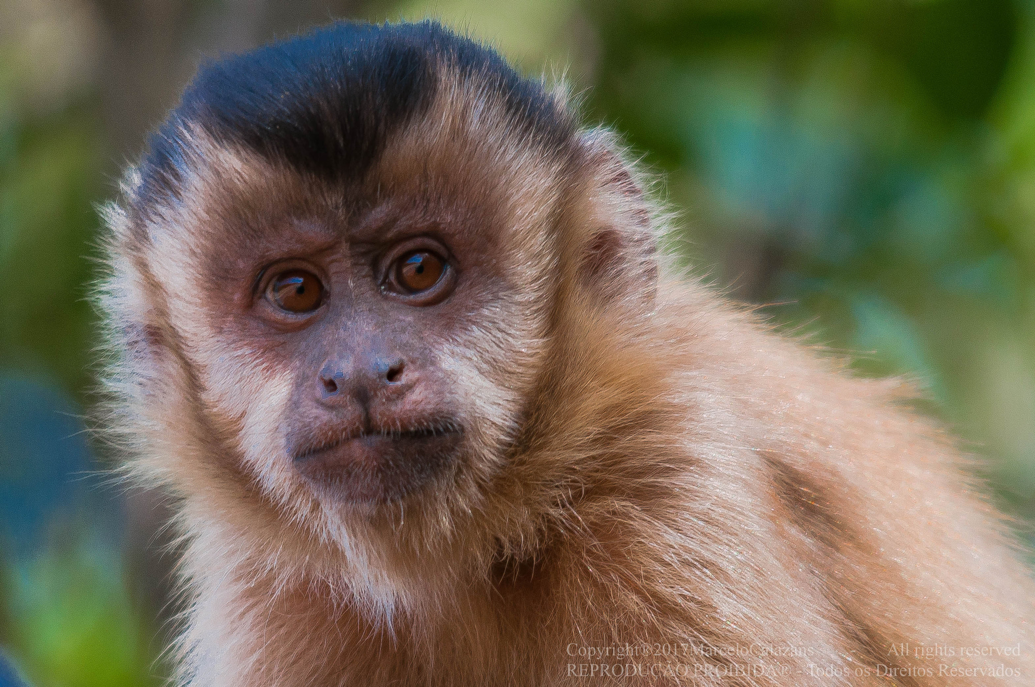 Nikon D90 + Sigma 150-500mm F5-6.3 DG OS HSM sample photo. Monkey close-up photography