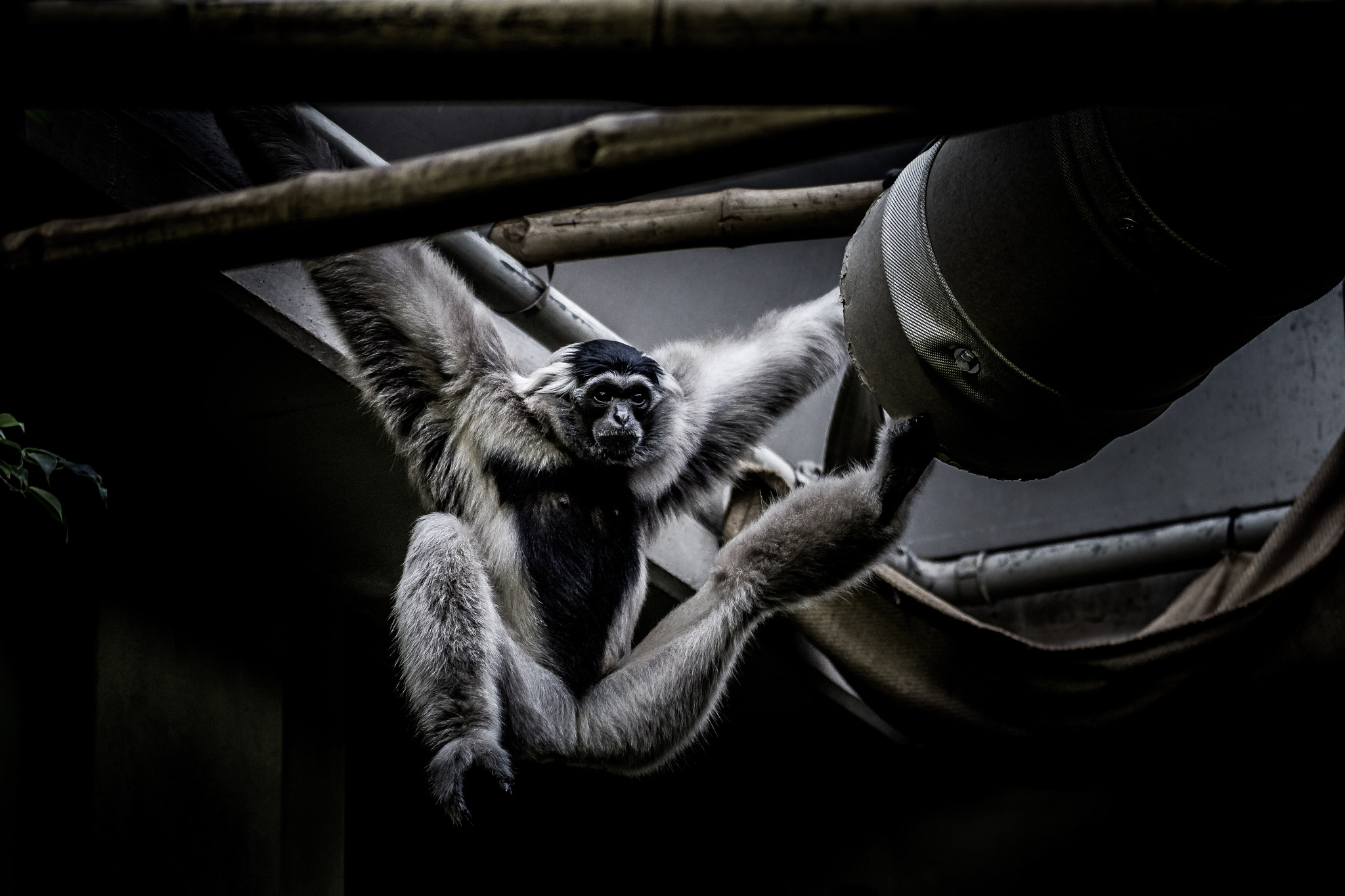 Tamron SP 35mm F1.8 Di VC USD sample photo. Relaxing ape photography