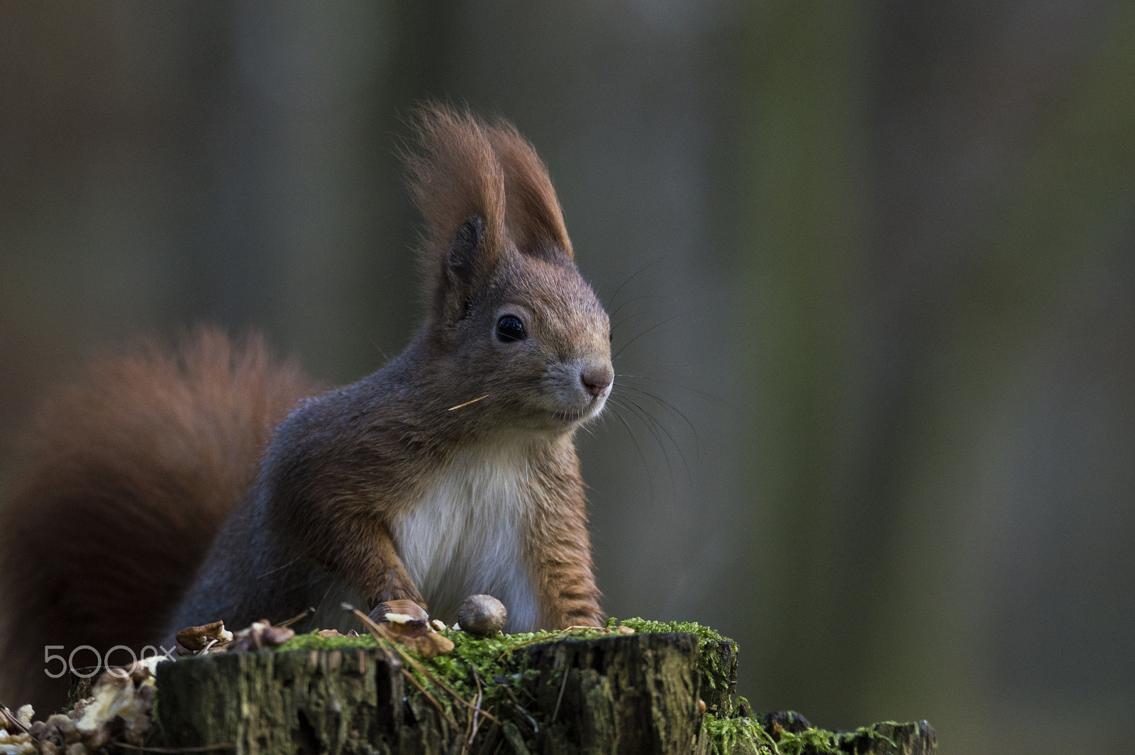 Nikon D3200 sample photo. Veverka obecná (sciurus vulgaris) / red squirrel. photography