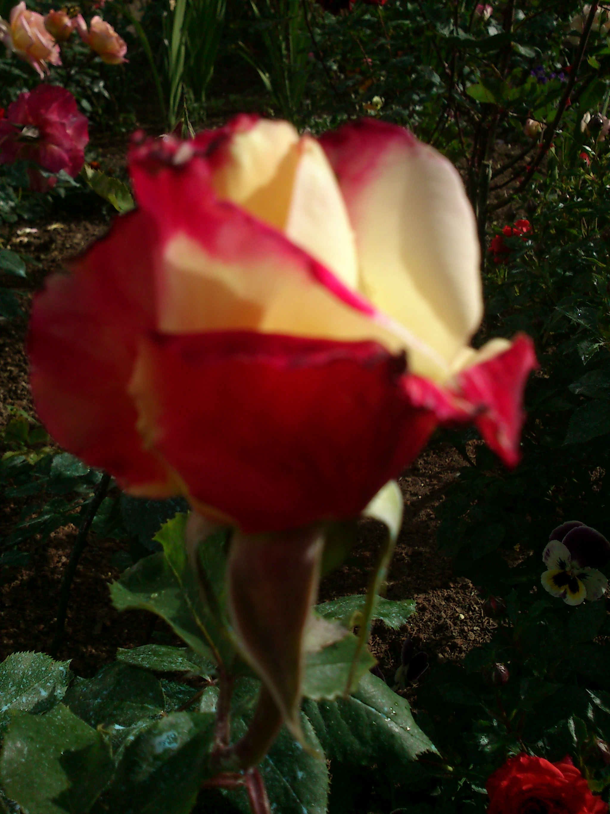 Sony Ericsson Xperia neo V sample photo. Dsc photography