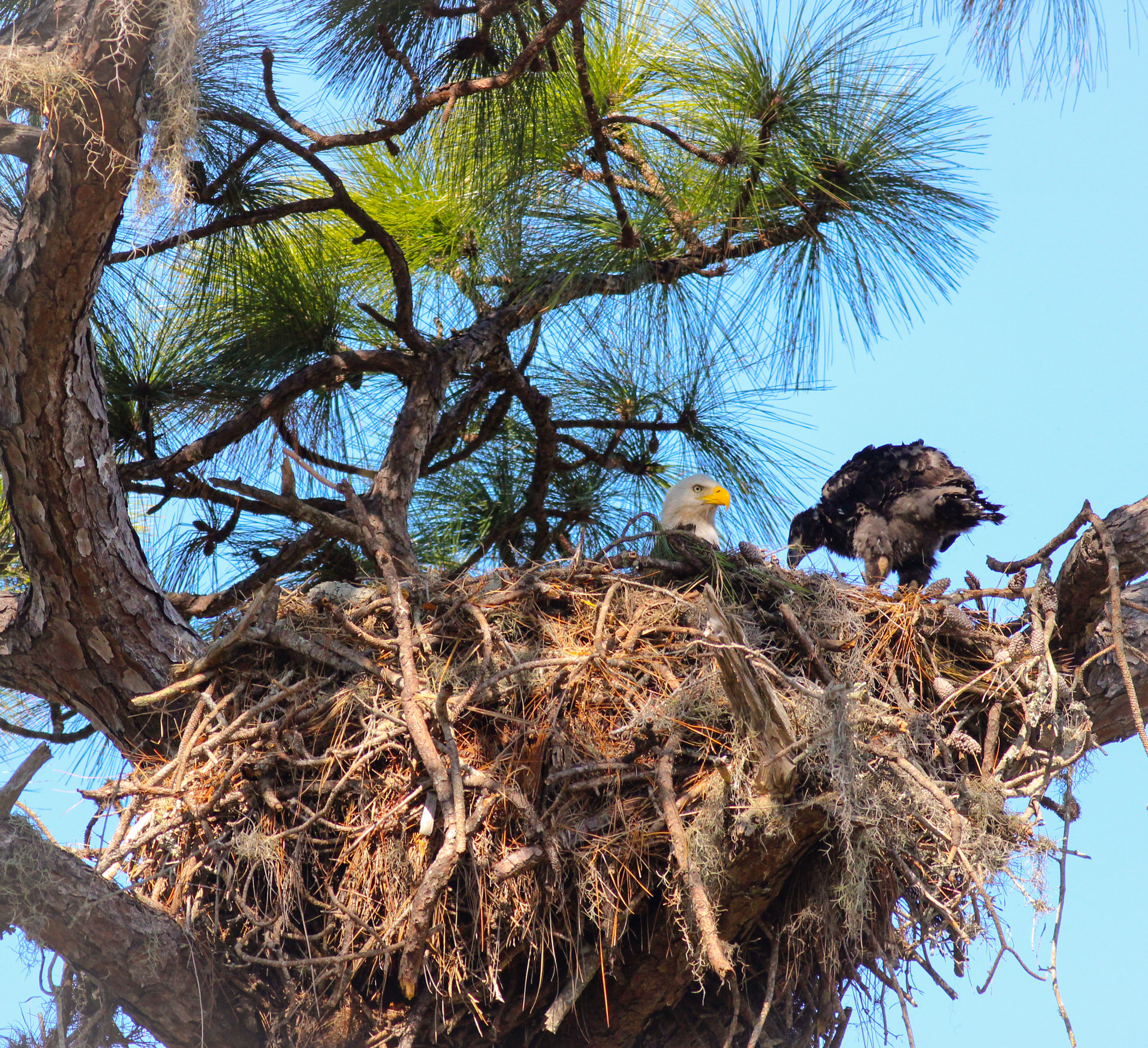Canon EOS 600D (Rebel EOS T3i / EOS Kiss X5) + Canon EF 400mm F5.6L USM sample photo. Eaglet 2017 photography