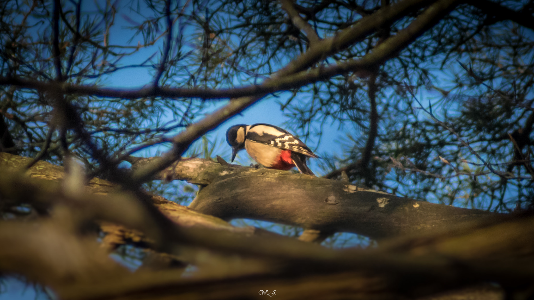 Sony 75-300mm F4.5-5.6 sample photo. Woodpecker photography
