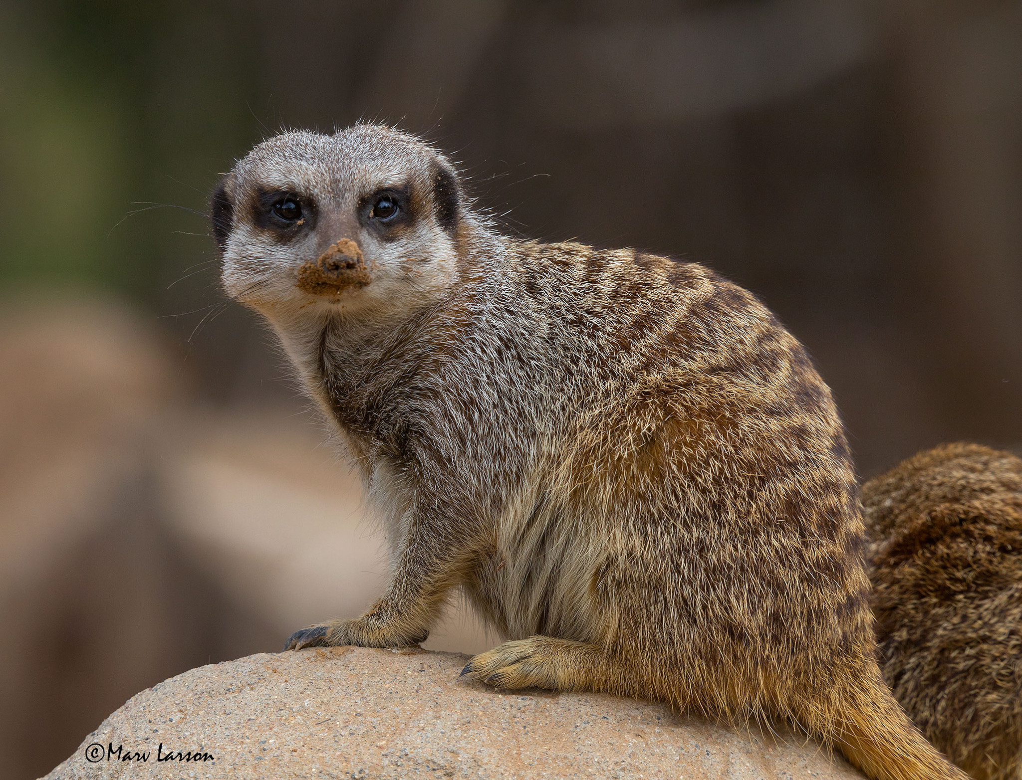 Tamron SP 150-600mm F5-6.3 Di VC USD sample photo. Meerkat photography