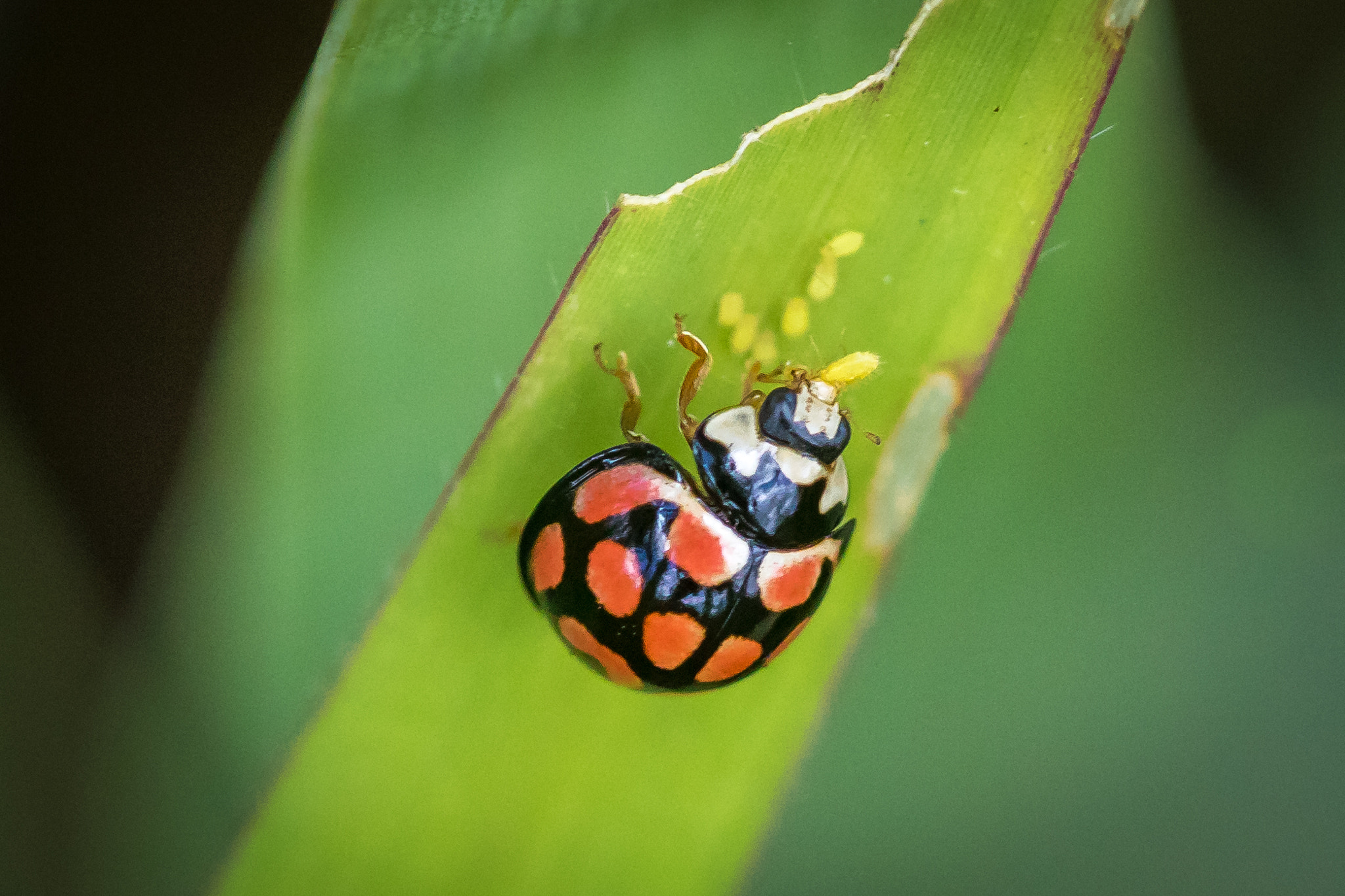 Canon EF 100mm F2.8 Macro USM sample photo. The red hunter photography