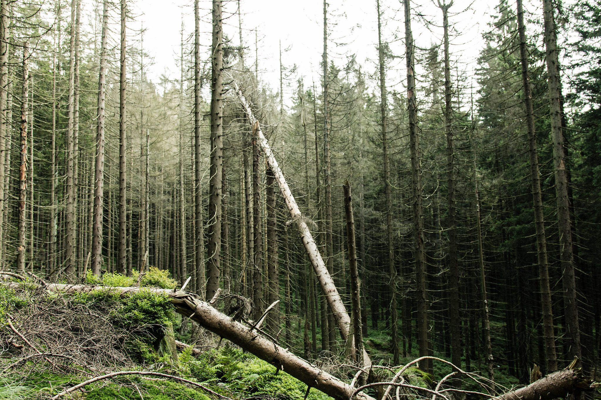 Sigma 18-35mm f/1.8 DC HSM sample photo. Harz photography