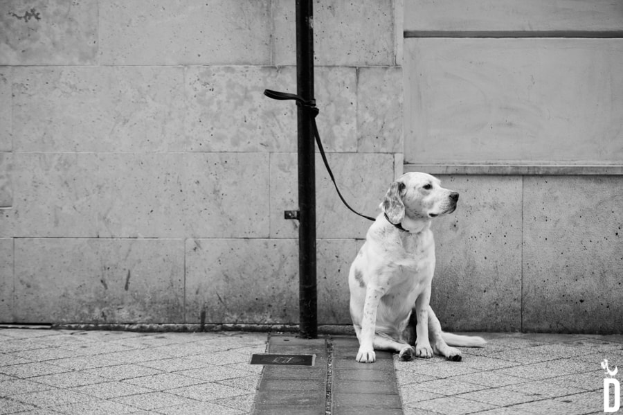 Sigma 70-200mm F2.8 EX DG Macro HSM II sample photo. Vallacity photography