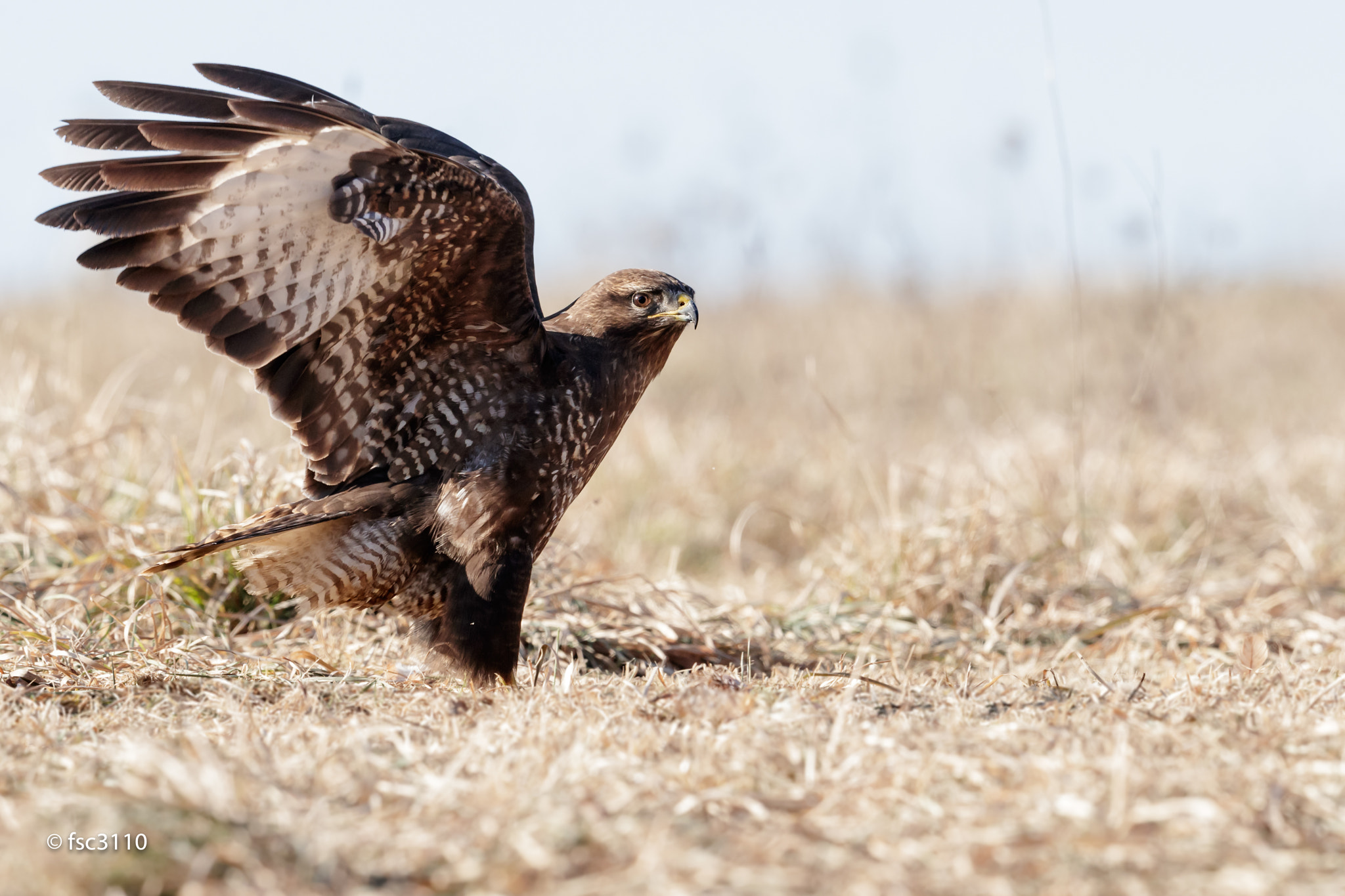 Canon EF 500mm F4L IS II USM sample photo. Common buzzard photography