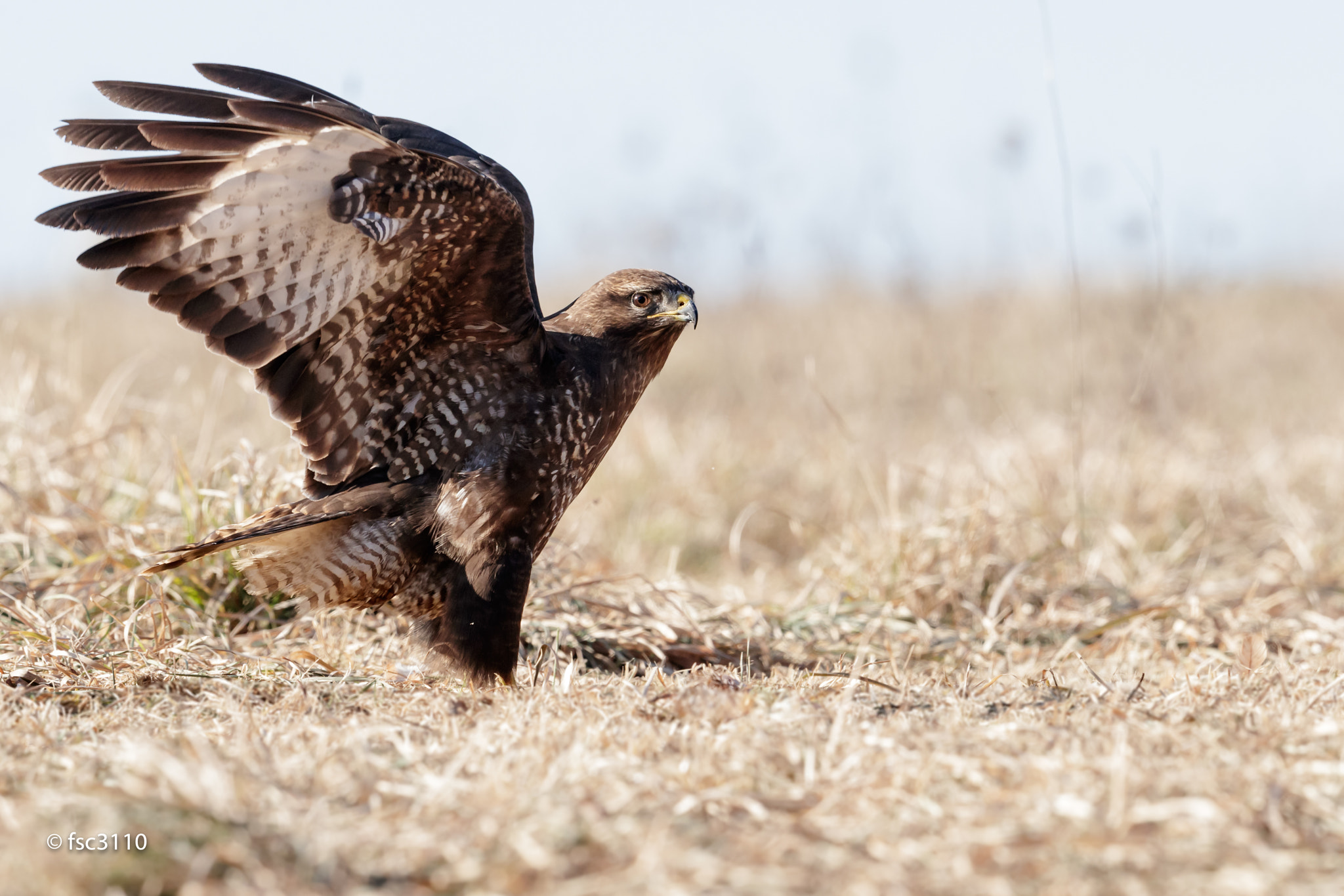 Canon EOS-1D X Mark II + Canon EF 500mm F4L IS II USM sample photo. Common buzzard photography