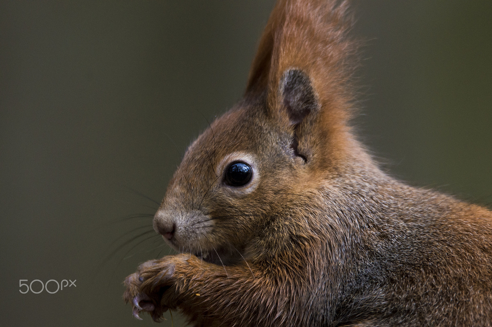 Nikon D3200 sample photo. Veverka obecná (sciurus vulgaris) / red squirrel. photography