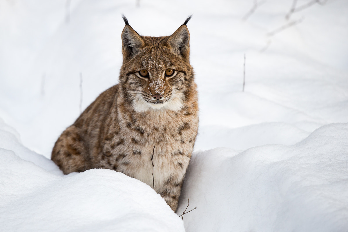 Nikon D600 + Nikon AF-S Nikkor 500mm F4G ED VR sample photo. Luchs photography