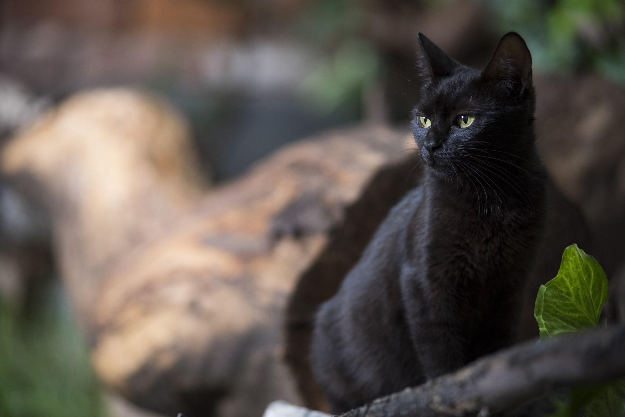 Nikon AF-Nikkor 80-200mm F2.8D ED sample photo. Cats day photography