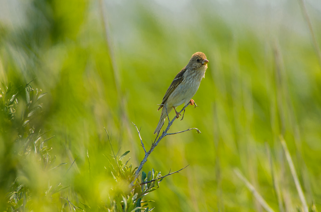 Sigma 50-500mm F4.5-6.3 DG OS HSM sample photo. Common rosefinch photography