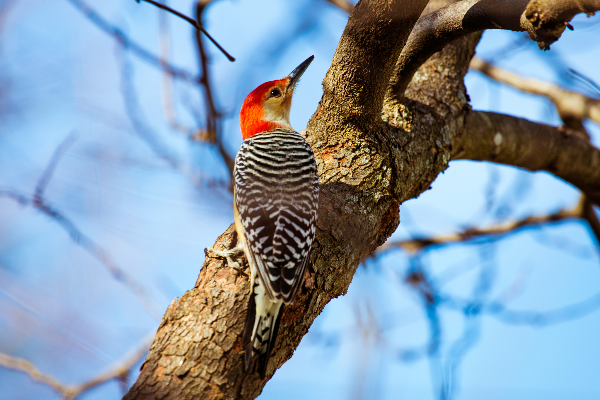 Canon EOS 5DS + Canon EF 100-400mm F4.5-5.6L IS USM sample photo. Woodpecker - i seeyou photography