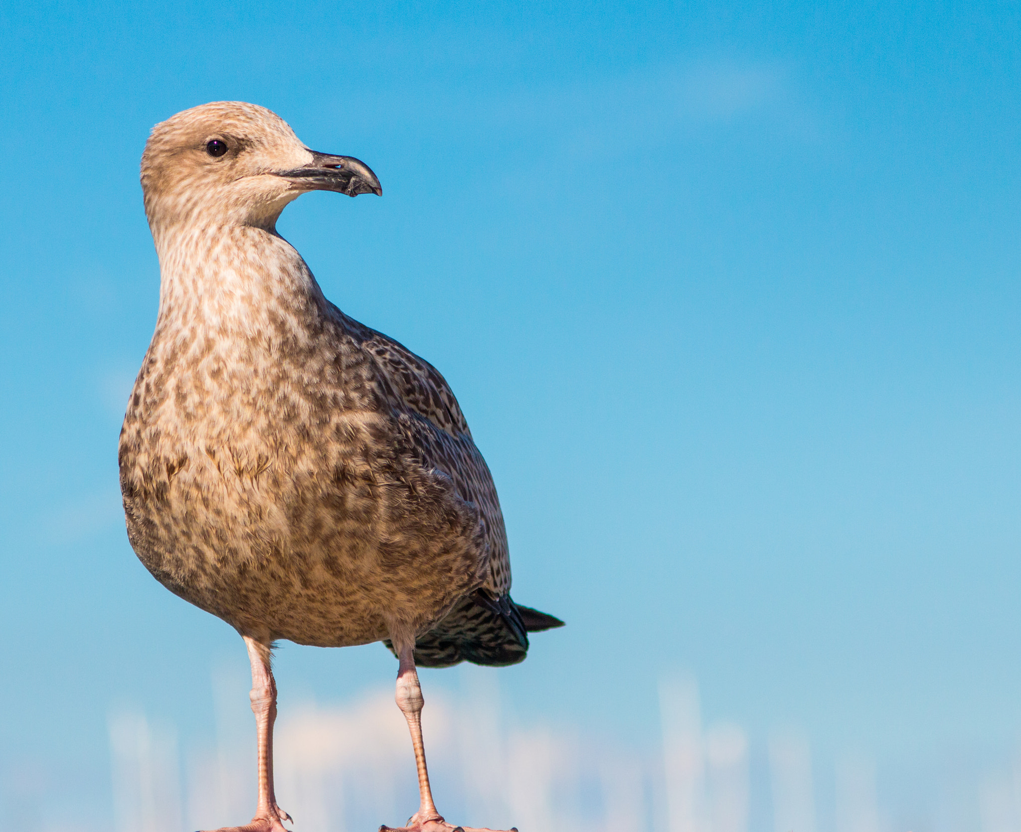 Sigma 70-300mm F4-5.6 APO DG Macro sample photo. Cheeky bird photography
