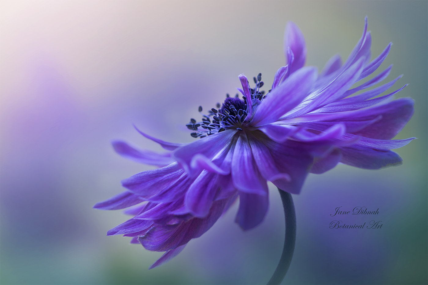 Canon EF 180mm F3.5L Macro USM sample photo. Anemone photography