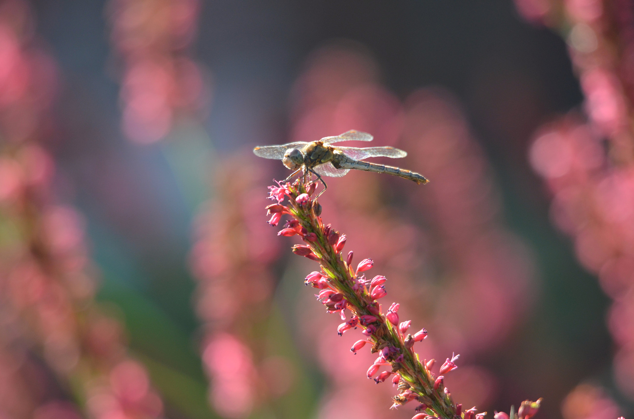 Sigma 150-500mm F5-6.3 DG OS HSM sample photo. Poised photography