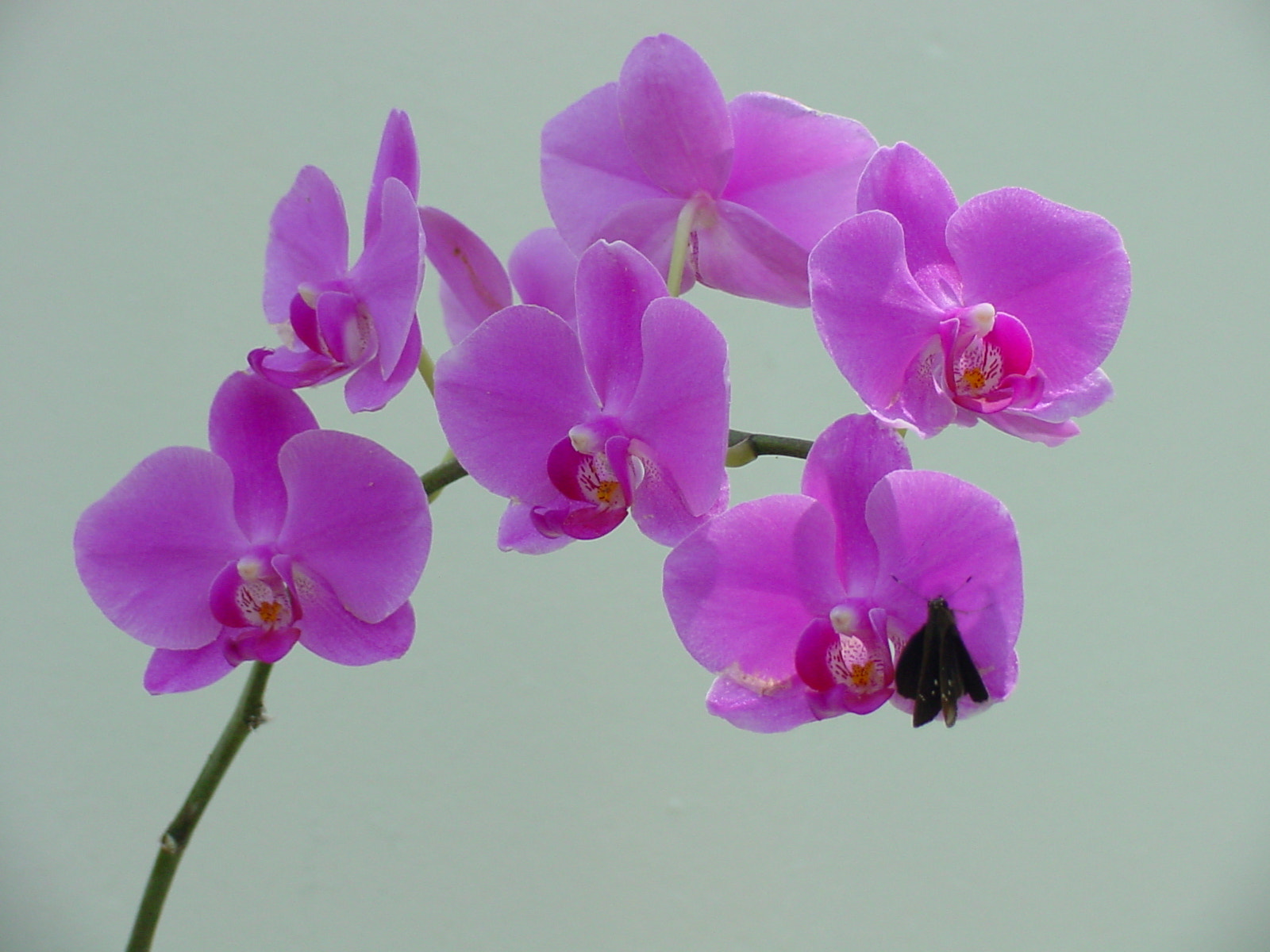 Sony MAVICA sample photo. Scr () photography
