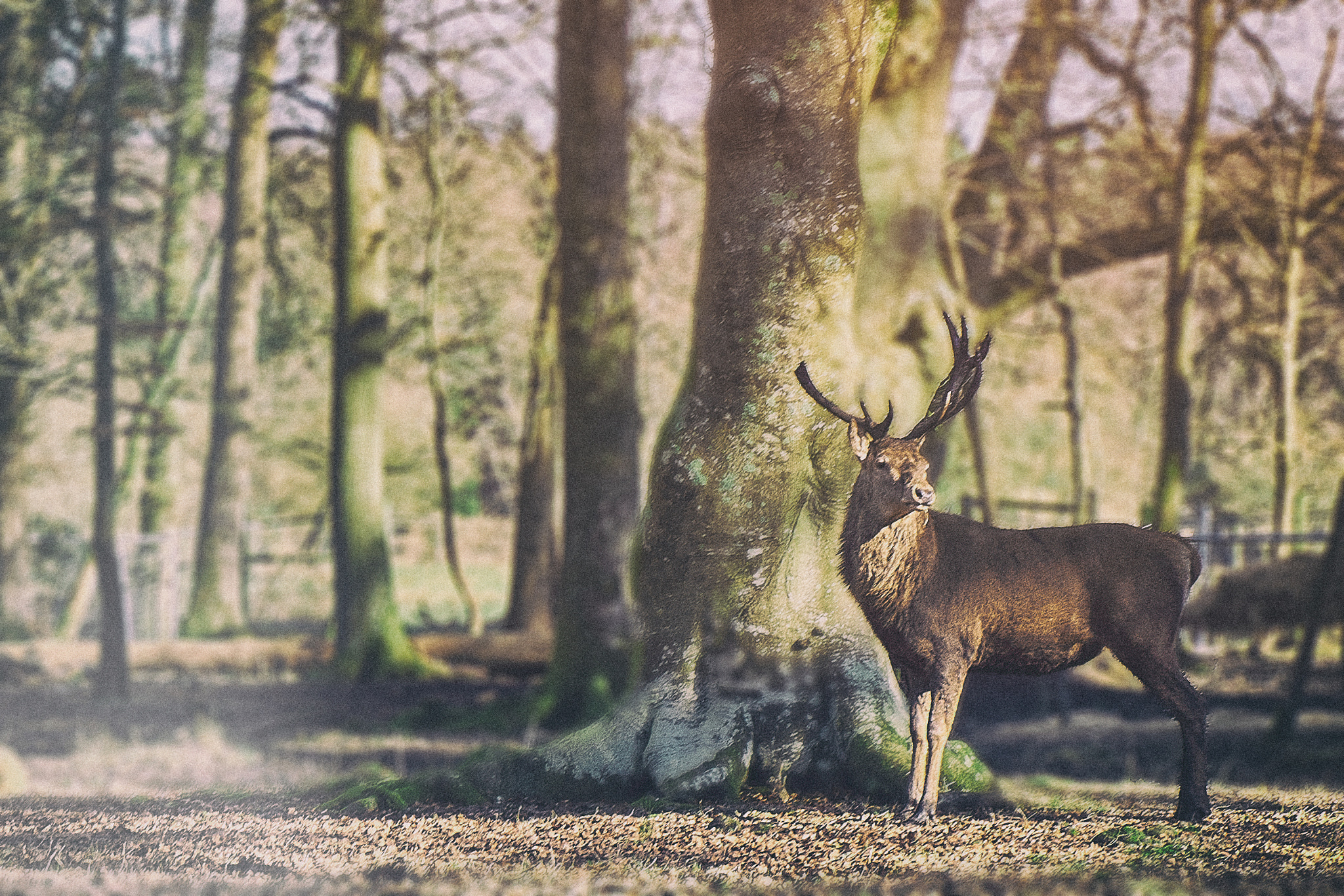 Sony Alpha a5000 (ILCE 5000) sample photo. Wise deer photography