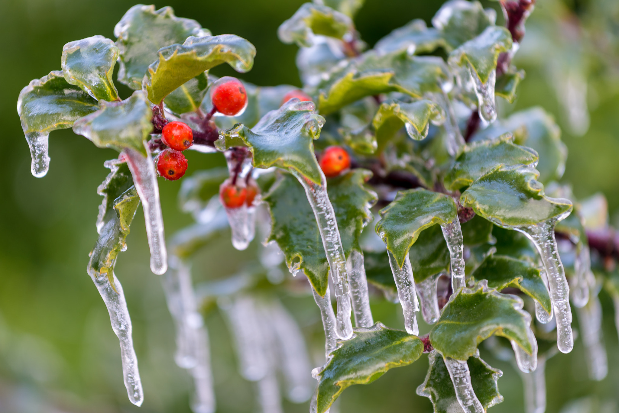 Nikon AF-S Nikkor 70-200mm F4G ED VR sample photo. Glazed holly photography