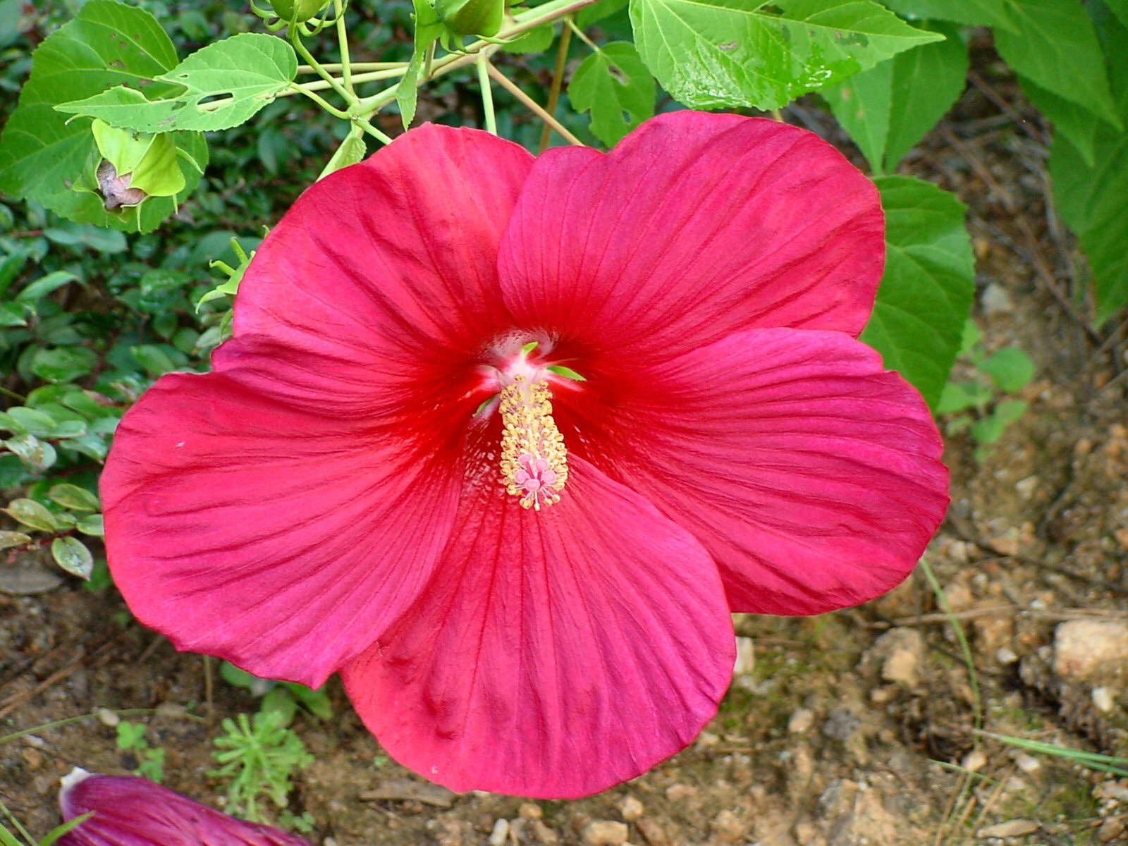 Sony MAVICA sample photo