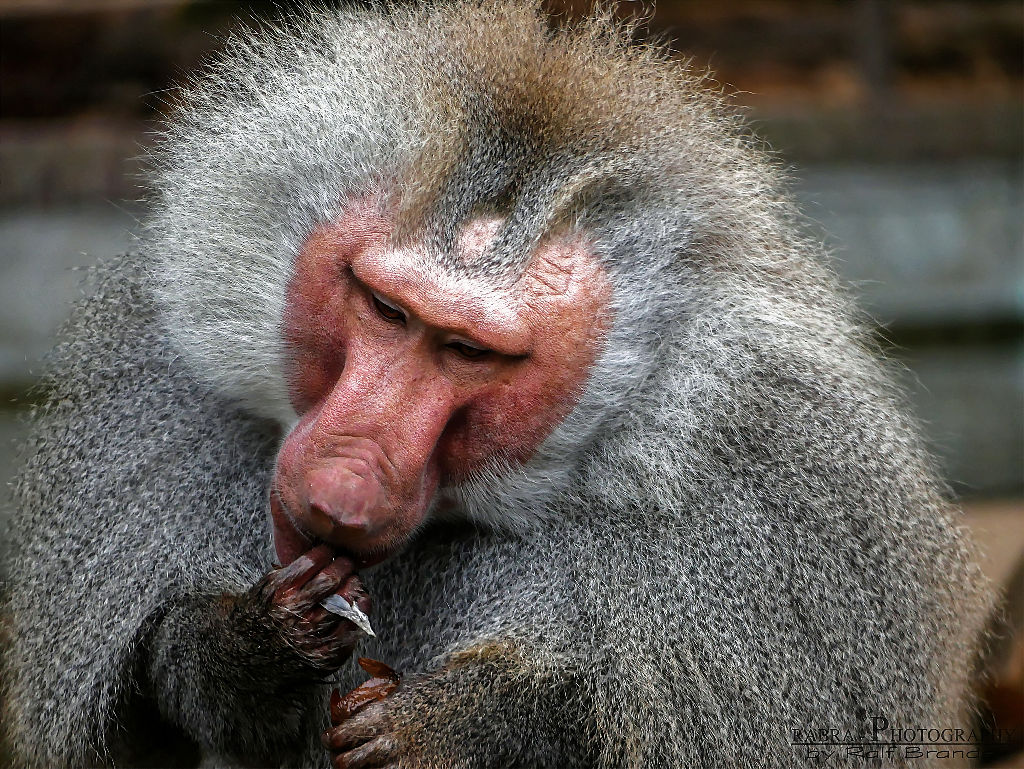 Panasonic Lumix G Vario 45-200mm F4-5.6 OIS sample photo. Baboon photography