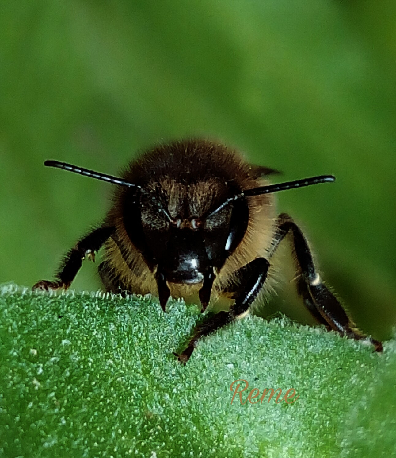 bq Aquaris E5 HD sample photo. Abeja 2 photography