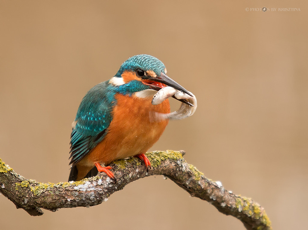 Sigma 50-500mm f/4-6.3 APO HSM EX sample photo. Two fish :-) photography