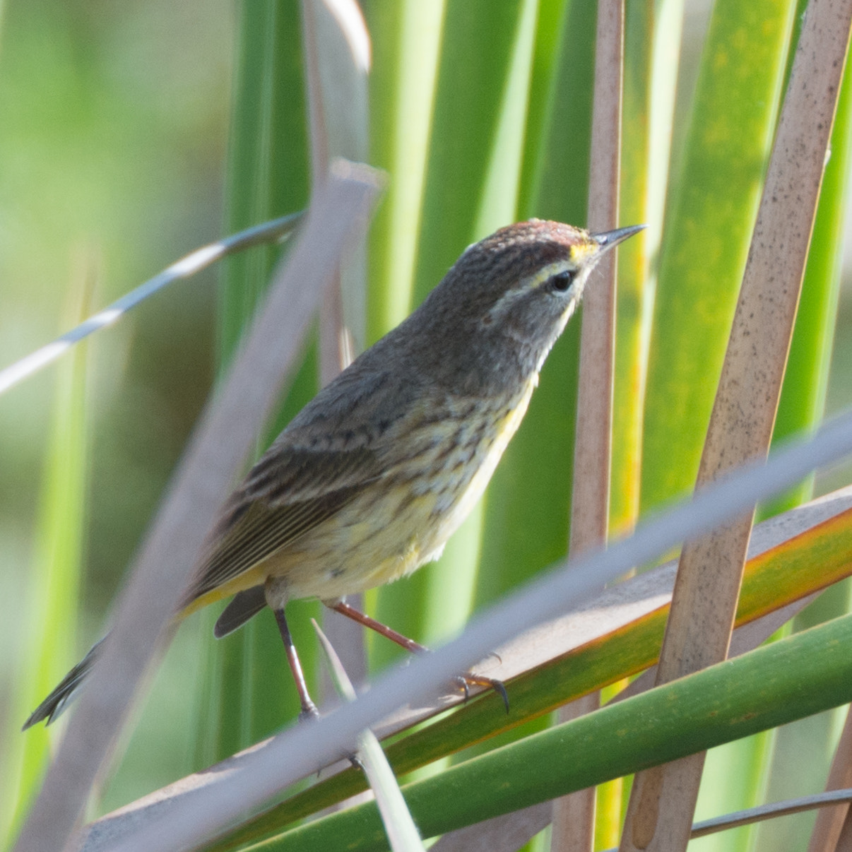 Nikon D4S sample photo. Palm warbler photography