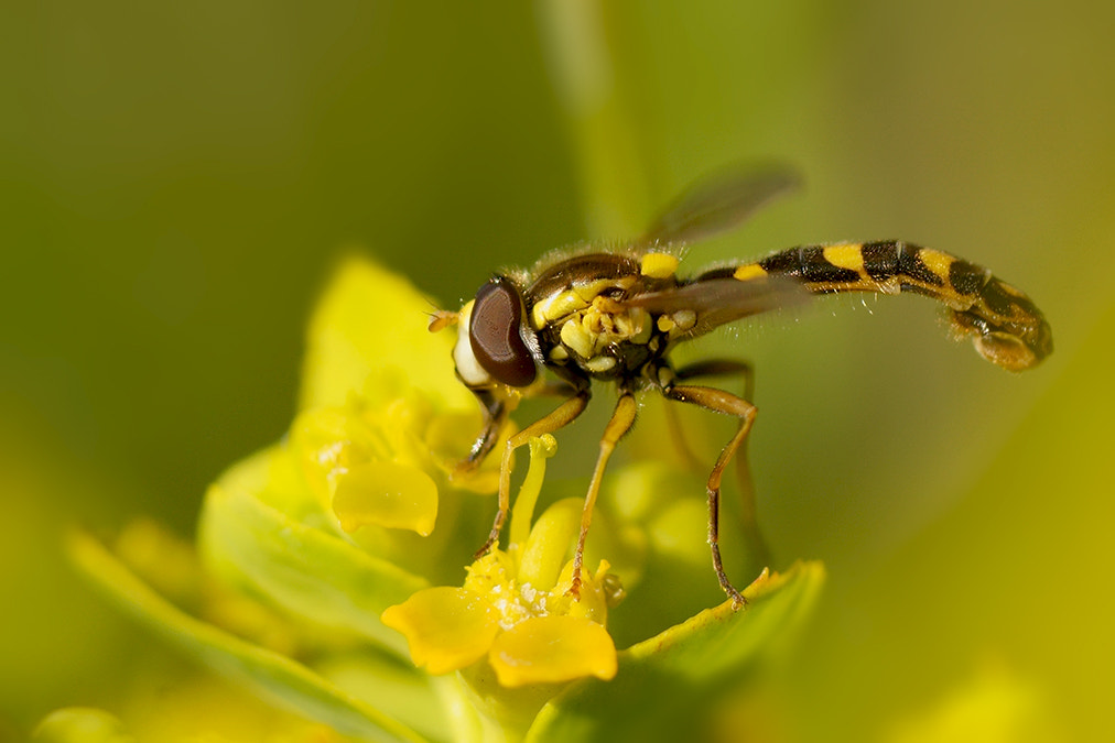 Sony a6000 + Tamron SP AF 90mm F2.8 Di Macro sample photo. Sphaerophoria scripta l (syrphidae) photography