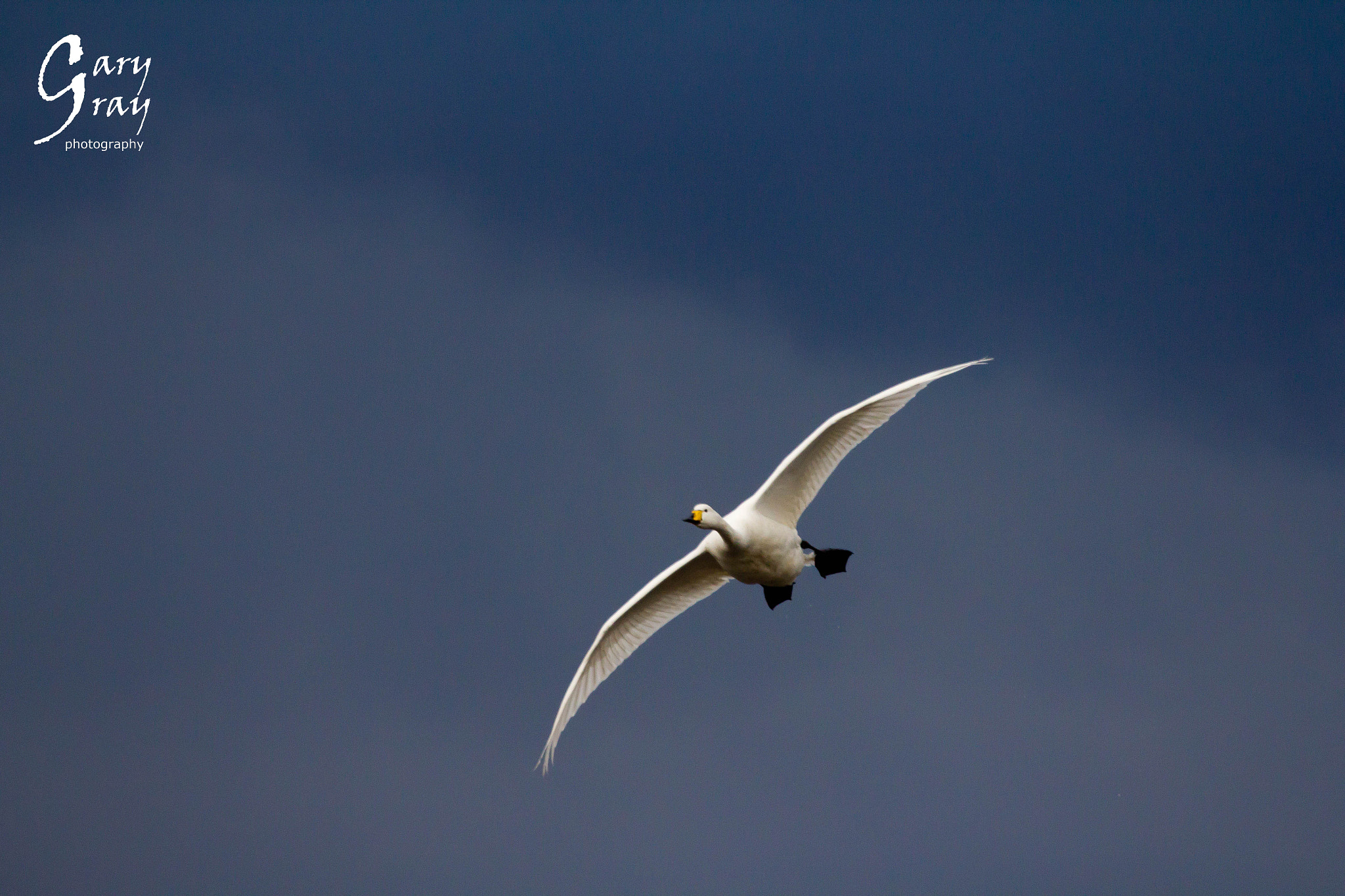 Canon EOS 60D sample photo. Swan in flight photography