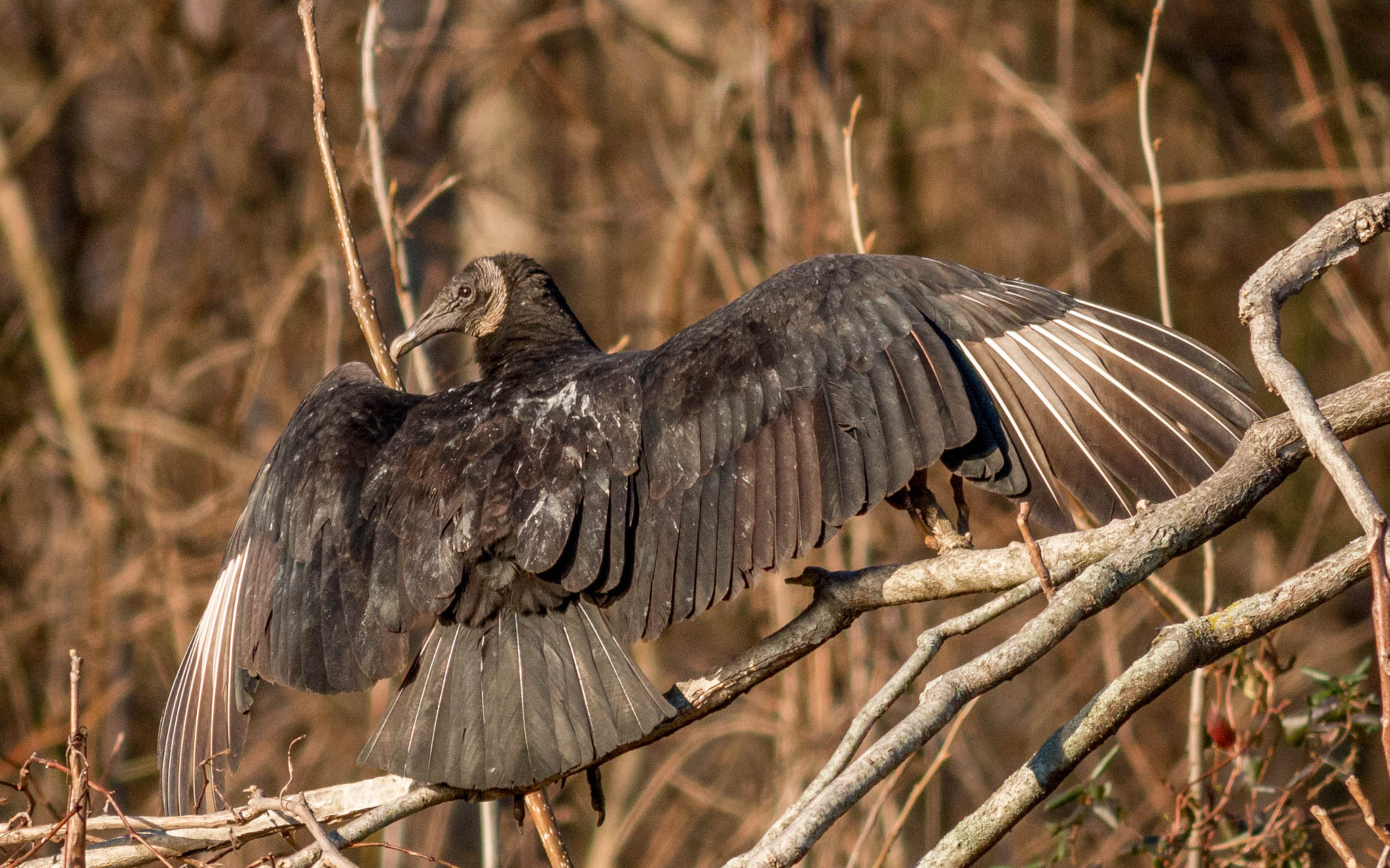 Canon EOS 70D + Canon EF 400mm F5.6L USM sample photo. Sun bathing photography