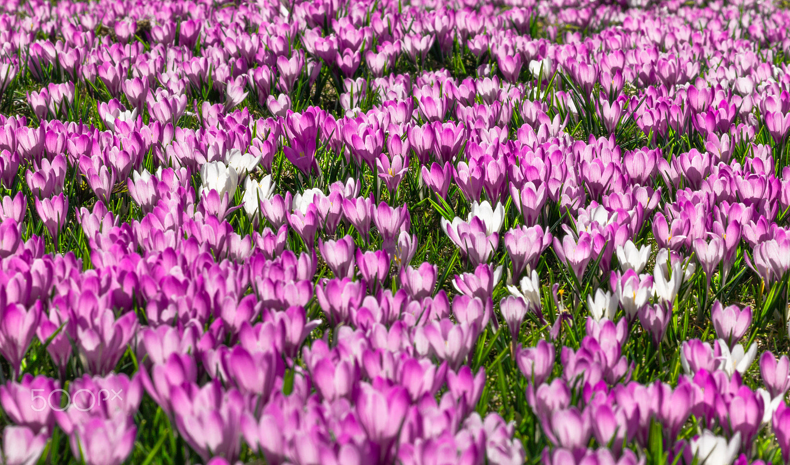Canon EOS 550D (EOS Rebel T2i / EOS Kiss X4) + Tamron SP 70-300mm F4-5.6 Di VC USD sample photo. Meadow of pink and white crocus flowers photography